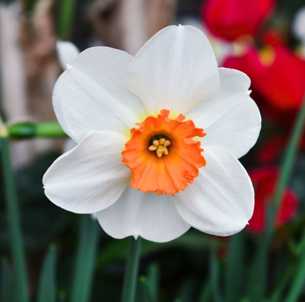 Pientorvinen narsissi